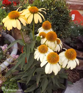 echinacea fragrant flowers with white petals and orange centers in a garden pot