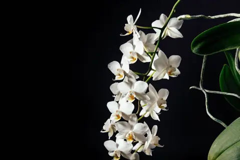 elegant white cymbidium orchid spray with lush green foliage against a dark background