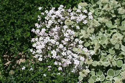 elfin thyme groundcover with fuzzy silver-green leaves and clusters of tiny white flowers among green foliage