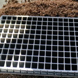 empty onion seedling trays prepared for planting, placed on soil