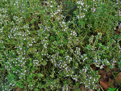 english thyme plant with green foliage and clusters of small white flowers blooming