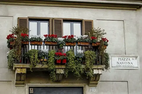 european balcony rail planters overflowing with red cyclamen, white flowers and trailing ivy on a beige building facade at piazza navona