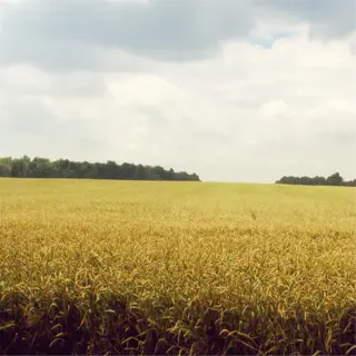 expansive endless wheat fields under a cloudy sky