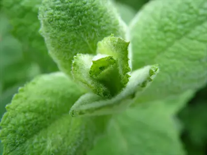 extreme close-up of fuzzy apple mint plant with serrated leaves and budding center