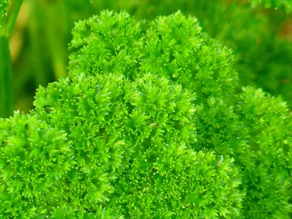 extreme close-up of moss curled parsley showcasing densely packed, tightly coiled bright green leaves with a soft-focus natural background