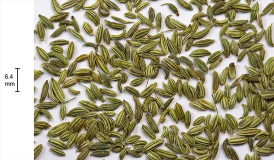 fennel seeds (harvested from fennel seed heads) spread on white background with 6.4 mm scale bar for size comparison