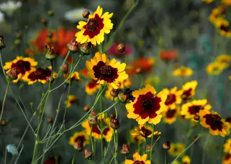 field of plains coreopsis bicolor flowers with yellow petals and dark red centers