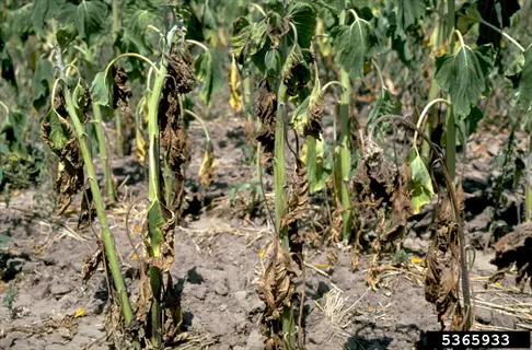 field of sunflowers infected with verticillium wilt showing v-shaped leaf yellowing, severe wilting, and vascular browning. '5365933' watermark present