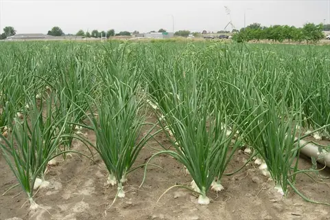 field of walla walla sweet onions with green hollow leaves and developing bulbs in rows under overcast sky