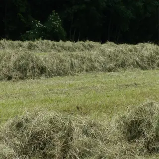 field with piles of fresh grass clippings