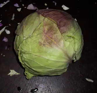 firm cabbage head with vibrant green and purple hues, resting on dark surface with scattered leaf fragments