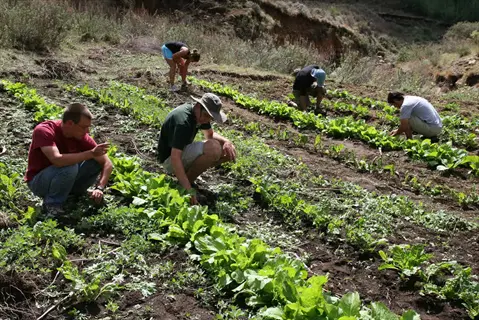 five gardeners pulling weeds in a terraced vegetable garden with rows of leafy greens on a hillside farm
