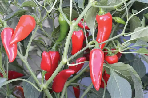 flaming flare pepper plant with ripe red peppers and developing green peppers growing on a lush green plant
