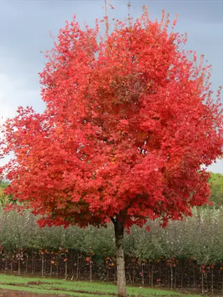 flashfire maple fall color tree with vibrant crimson foliage in an orchard