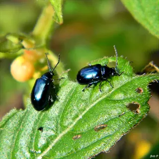 flea beetles kale: two dark metallic flea beetles feeding on a leaf with characteristic holes (common kale pests), with photographer text 'bob p'