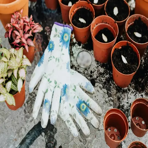 floral gardening gloves (for hands) with herb garden soil in terracotta pots, seeds, seedlings, and empty pots