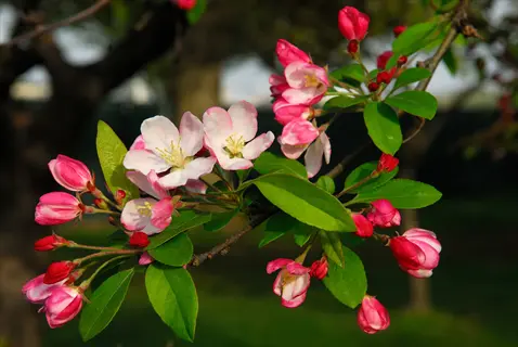 flowering crabapple tree branch with pink blossoms, buds, and green leaves in sunlight