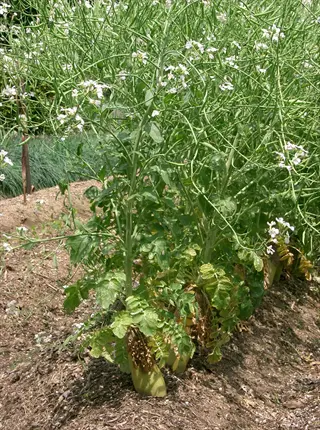 flowering daikon radish plants growing in a garden bed with exposed roots and white blossoms