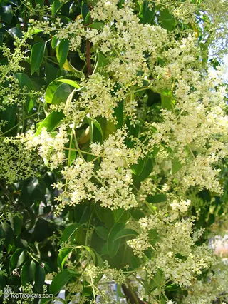 flowering waxleaf privet shrub with dense clusters of small white blooms and glossy green foliage