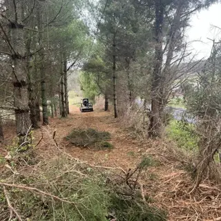 forest path covered with freshly spread pine bark mulch, downed tree branches, and tractor in distance among pine trees