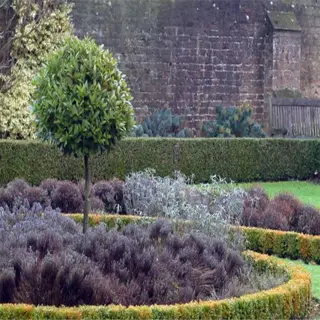 formal garden with boxwood hedge and geometric landscaping
