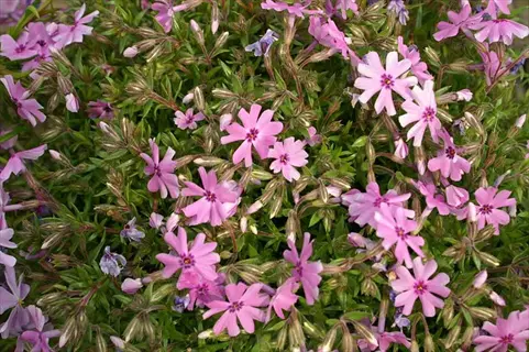 fort hill phlox pink flowers blooming amidst lush green foliage