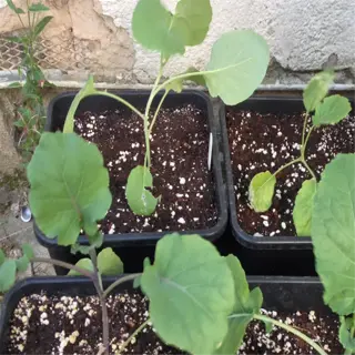 four black pots with sprouting seedlings and soil