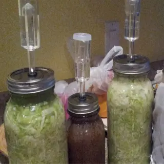four glass jars with fermentation weights on top, containing fermenting vegetables and liquids