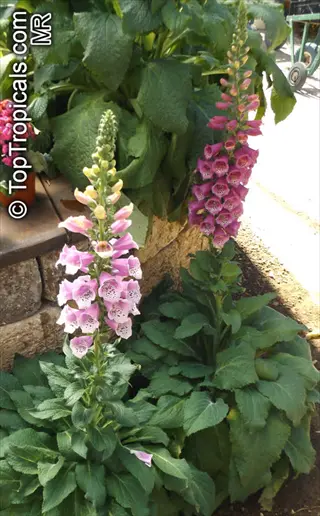 foxy foxglove mixed: pink and purple bell flowers on tall spikes with large green leaves near stone wall