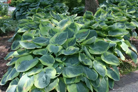 frances williams hosta showcasing large variegated green-and-blue leaves in a shaded garden