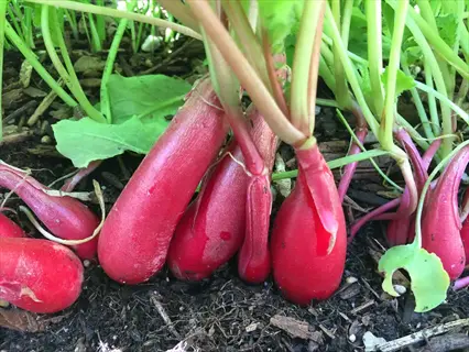 french breakfast radishes growing in garden soil with vibrant green leaves and elongated red roots