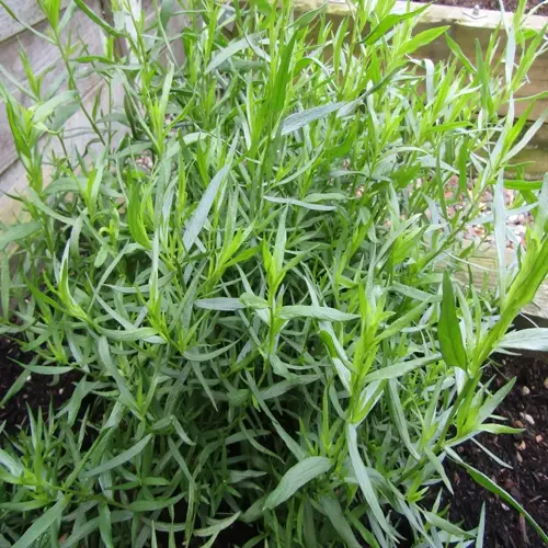french tarragon plant growing in a garden bed with slender green leaves, dark soil, and wooden planter background