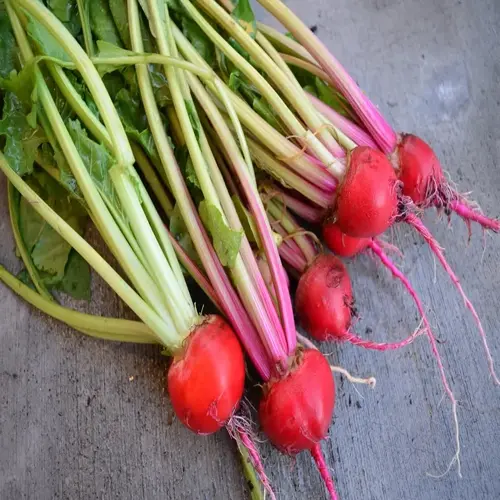 fresh beet harvest garden produce: vibrant red beets with green stems and leaves on concrete surface
