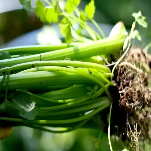 fresh celery plant growing with vibrant green stalks, leaves, and visible roots, freshly harvested from a garden