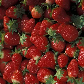 fresh cluster of chandler strawberry fruits with green stems
