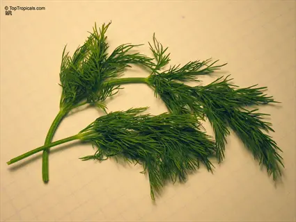 fresh dill herb garden leaves on a light background