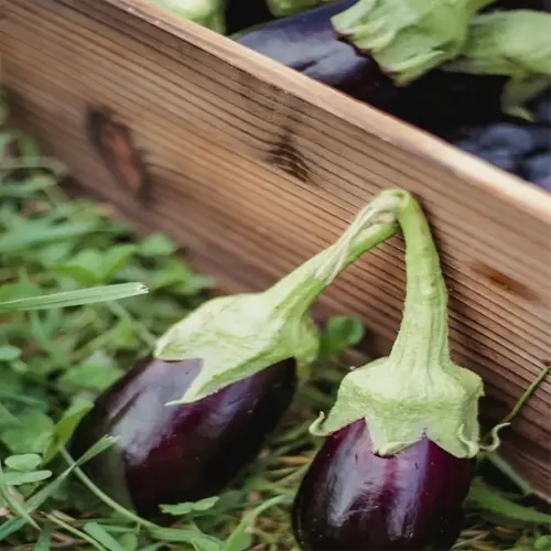 fresh eggplant garden harvest in wooden crate