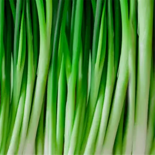 fresh green onions or scallions in a shaded setting