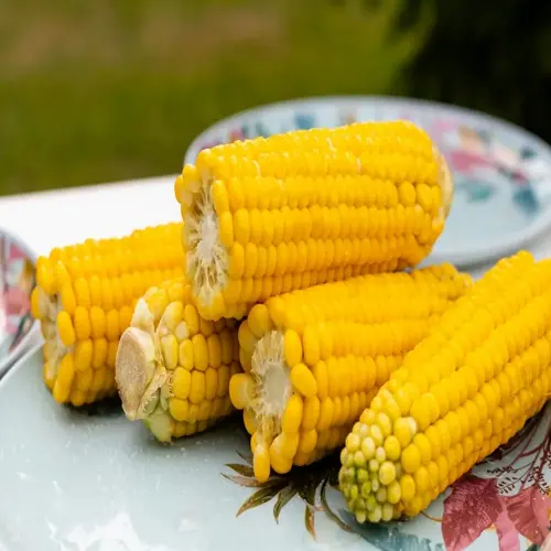 fresh homegrown sweet corn ears with vibrant yellow kernels arranged on a decorative plate outdoors