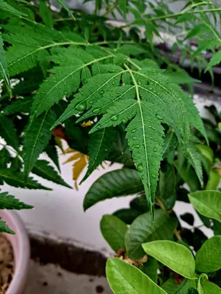 fresh neem leaves glistening with water droplets after rain