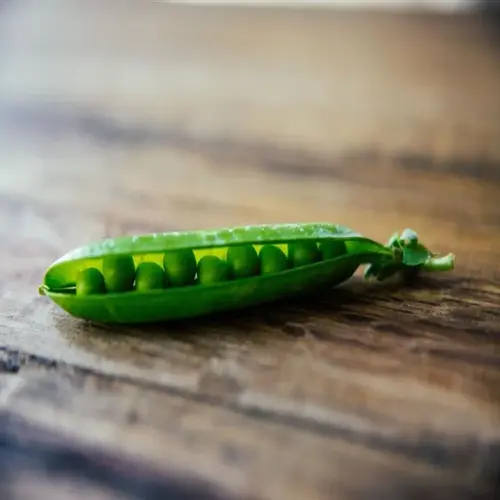 fresh pea pod from the garden, opened to reveal green peas on a wooden surface