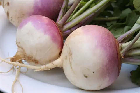 fresh purple top turnips with green tops on a white plate, showcasing their distinctive purple-white roots