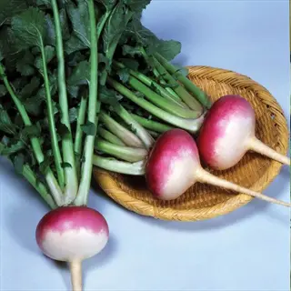 fresh royal crown turnips with vibrant green tops in a woven basket against a light blue background