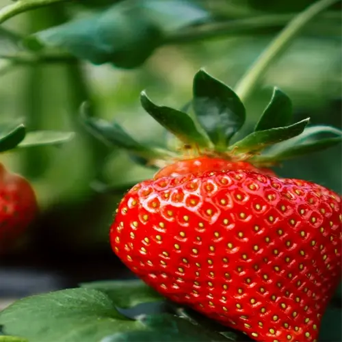 fresh strawberries in a garden, ripe and ready for picking