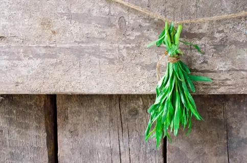 fresh tarragon bunch tied for hanging drying (air-drying process) against a rustic weathered wooden background