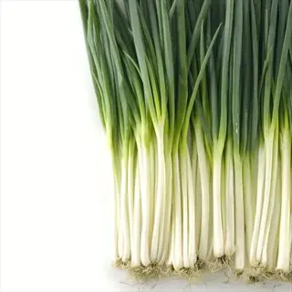 fresh tokyo long white onions with vibrant green leaves and long white stems, arranged neatly against a plain white background