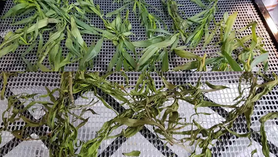 fresh vs dried tarragon on mesh trays during tarragon oven drying process, showing vibrant green herbs transitioning to dehydrated brown state