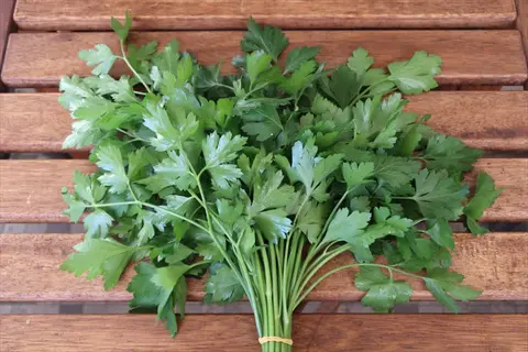 freshly harvested bunch of giant italian parsley with vibrant green, tri-pinnate leaves tied together on a rustic wooden surface