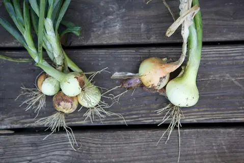freshly harvested onions with green tops and roots from a garden, arranged on a weathered wooden surface
