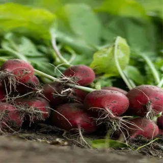 freshly harvested radishes with greens on shaded soil
